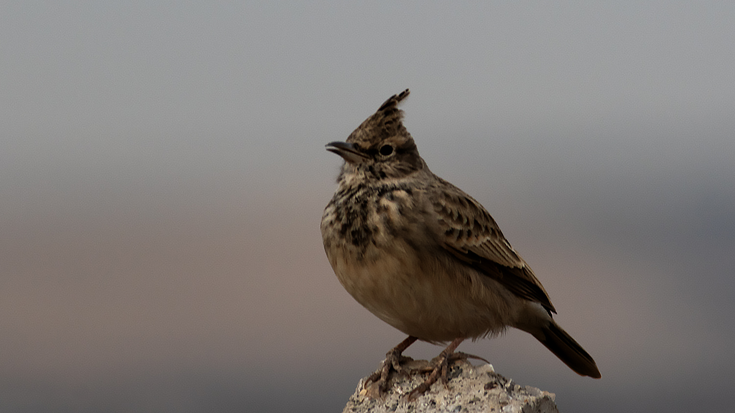 Crested Lark